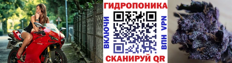 Каннабис марихуана  Кирсанов 